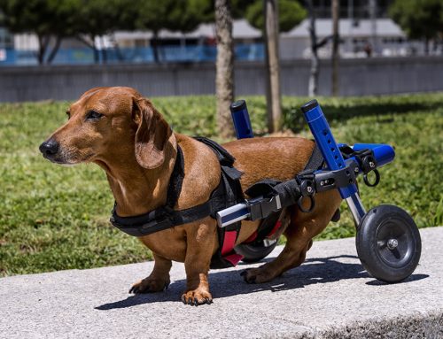 What Mobility Aids Can Help My Senior Pet Move Better?