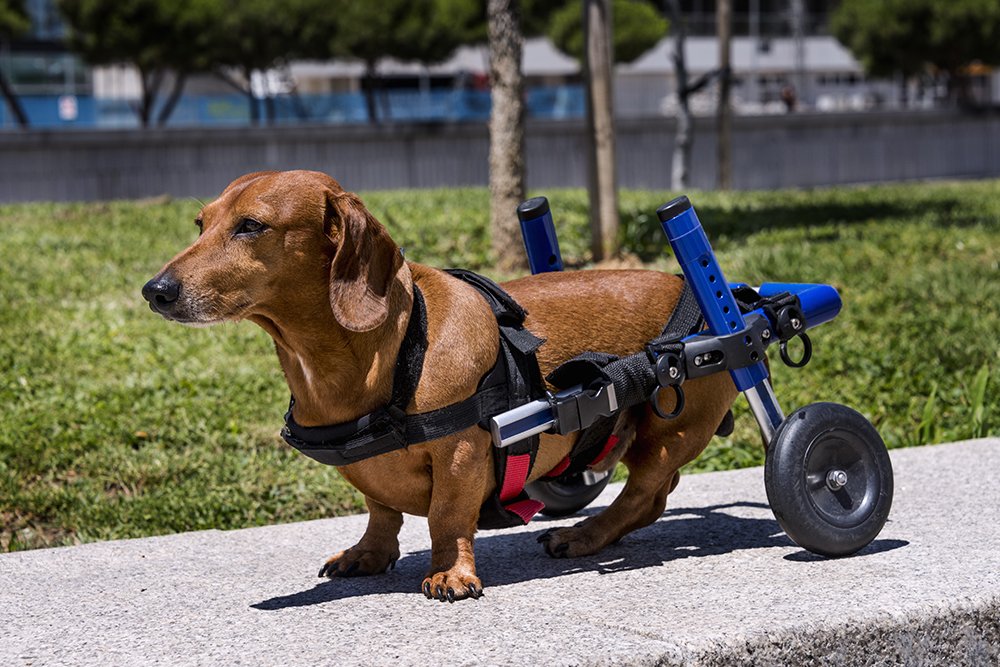 Mobility cart helping a dog with hind limb weakness or disability stay active, improve independence, and support rehabilitation and quality of life.