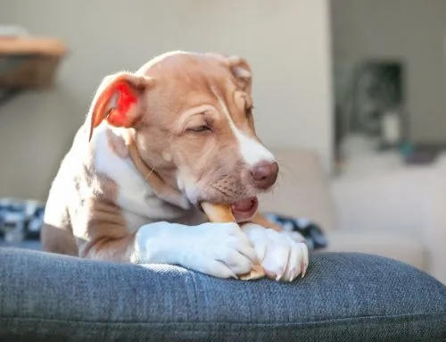 Which of Your Dog’s Toys, Chews, and Collars Are Safe to Keep?