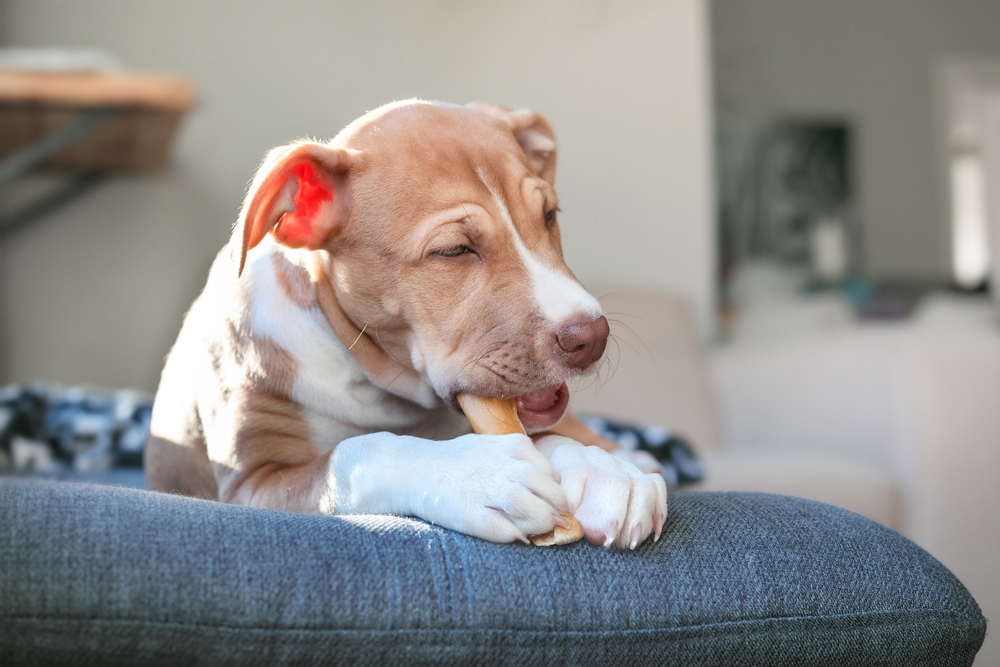 Puppy chewing a safe treat as part of healthy dental care and enrichment.