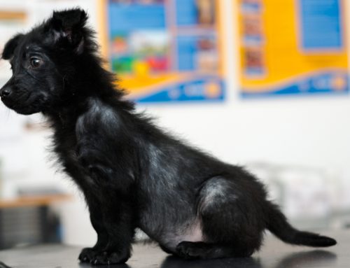 Is My Pet’s Hair Loss Hormonal or a Skin Problem?