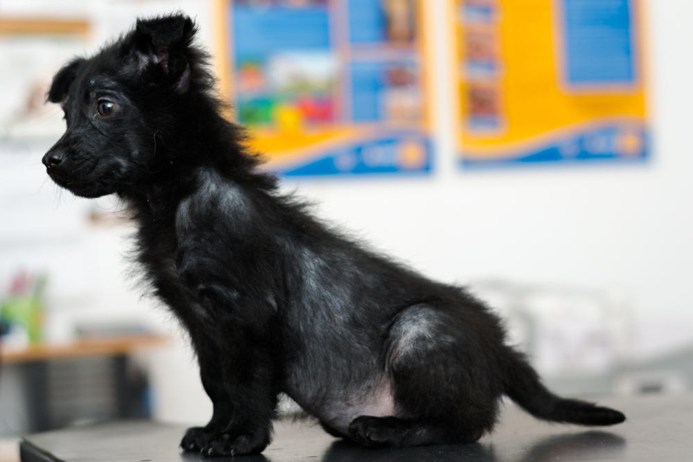 A small black puppy sitting in profile view on an examination table, showing significant patches of hair loss and thinning fur across its body and back due to mange, dermatitis, or a medical skin condition.