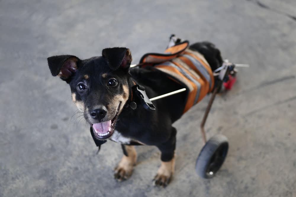 Smiling dog using a mobility cart for support, highlighting pet rehabilitation, assistive mobility devices, improved independence, and enhanced quality of life.