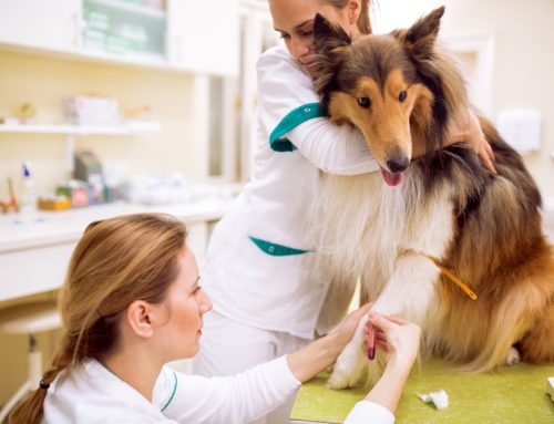 Auto-Immune Blood Diseases in Dogs and Cats: What Happens When the Immune System Attacks Blood Cells
