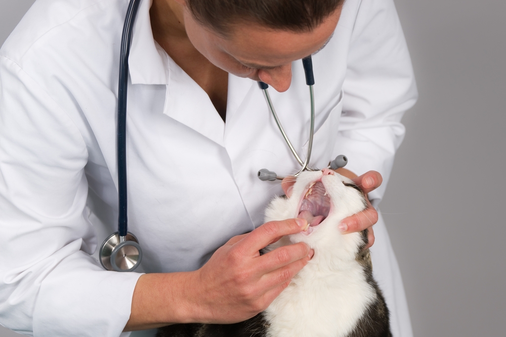 Veterinarian checking a cat’s teeth and mouth during a dental health exam