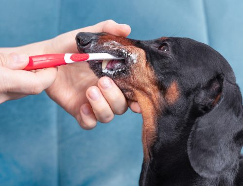 Simple, Realistic Steps to Better Dental Health for Your Pet