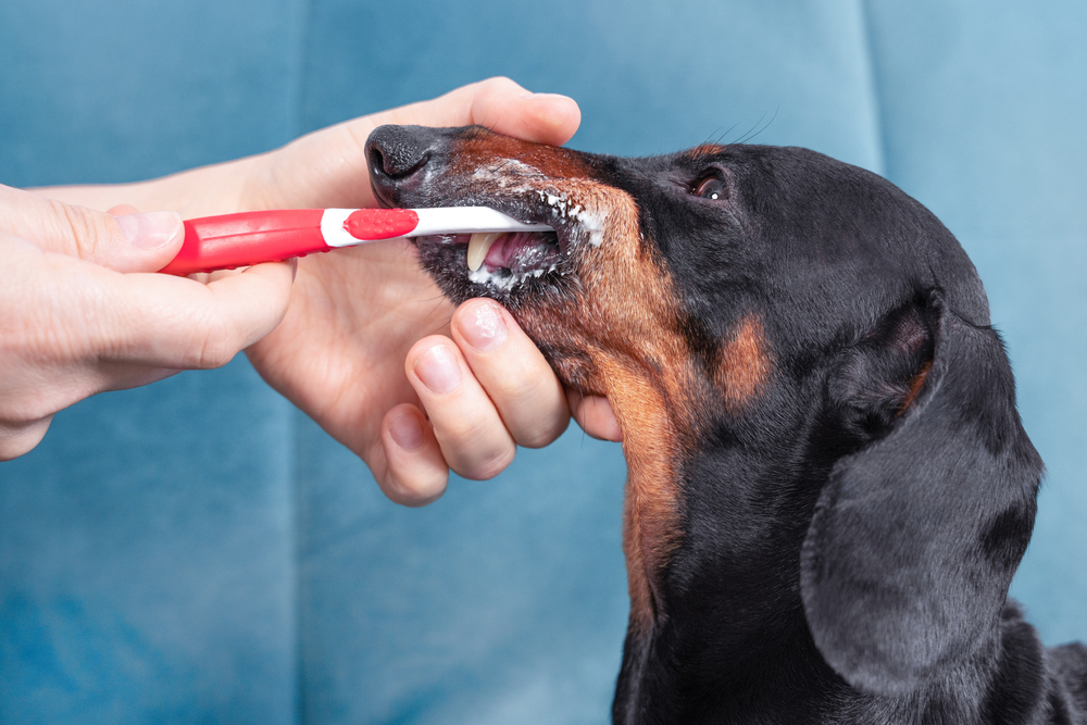Owner brushing a dog’s teeth with pet toothbrush and toothpaste during oral hygiene care